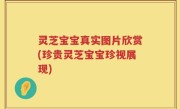 灵芝宝宝真实图片欣赏(珍贵灵芝宝宝珍视展现)