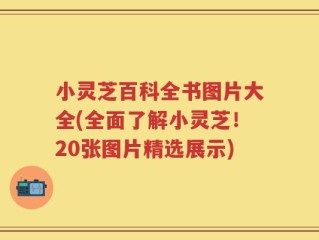 小灵芝百科全书图片大全(全面了解小灵芝！20张图片精选展示)