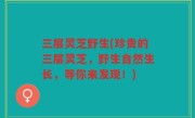 三层灵芝野生(珍贵的三层灵芝，野生自然生长，等你来发现！)