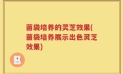 菌袋培养的灵芝效果(菌袋培养展示出色灵芝效果)
