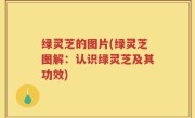 绿灵芝的图片(绿灵芝图解：认识绿灵芝及其功效)