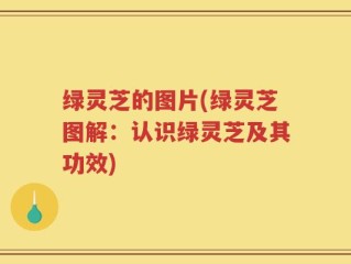 绿灵芝的图片(绿灵芝图解：认识绿灵芝及其功效)