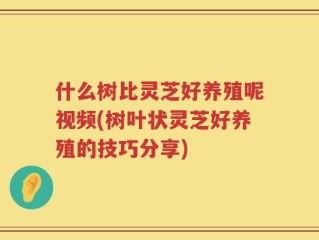 什么树比灵芝好养殖呢视频(树叶状灵芝好养殖的技巧分享)