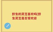 野生的灵芝喜欢吗(野生灵芝是否受欢迎