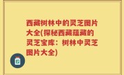 西藏树林中的灵芝图片大全(探秘西藏蕴藏的灵芝宝库：树林中灵芝图片大全)