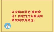 兴安漠川灵芝(重现奇迹！内蒙古兴安盟漠川镇发现珍贵灵芝)