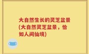 大自然生长的灵芝盆景(大自然灵芝盆景，恰如人间仙境)