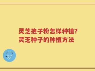 灵芝孢子粉怎样种植？灵芝种子的种植方法