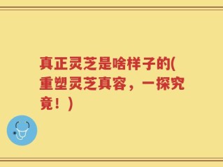 真正灵芝是啥样子的(重塑灵芝真容，一探究竟！)