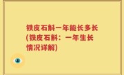 铁皮石斛一年能长多长(铁皮石斛：一年生长情况详解)