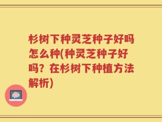 杉树下种灵芝种子好吗怎么种(种灵芝种子好吗？在杉树下种植方法解析)