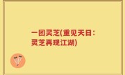 一团灵芝(重见天日：灵芝再现江湖)