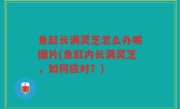 鱼缸长满灵芝怎么办呢图片(鱼缸内长满灵芝，如何应对？)
