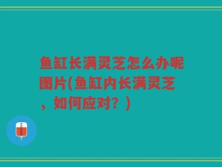 鱼缸长满灵芝怎么办呢图片(鱼缸内长满灵芝，如何应对？)