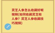 灵芝人参怎么收藏好呢视频(如何收藏灵芝和人参？灵芝人参收藏技巧视频)
