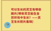 可以生长的灵芝有哪些图片(哪些灵芝能在自然环境中生长？——灵芝生长照片集锦)