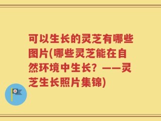 可以生长的灵芝有哪些图片(哪些灵芝能在自然环境中生长？——灵芝生长照片集锦)