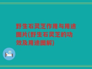 野生石灵芝作用与用途图片(野生石灵芝的功效及用途图解)