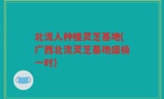 北流人种植灵芝基地(广西北流灵芝基地盛极一时)
