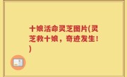 十娘活命灵芝图片(灵芝救十娘，奇迹发生！)