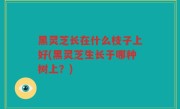 黑灵芝长在什么枝子上好(黑灵芝生长于哪种树上？)