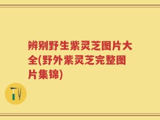 辨别野生紫灵芝图片大全(野外紫灵芝完整图片集锦)