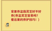 家里养盆栽灵芝好不好养(养盆灵芝容易吗？看这里的养护技巧！)