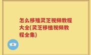 怎么移殖灵芝视频教程大全(灵芝移植视频教程全集)