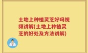 土地上种植灵芝好吗视频讲解(土地上种植灵芝的好处及方法讲解)
