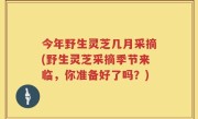 今年野生灵芝几月采摘(野生灵芝采摘季节来临,你准备好了吗?)