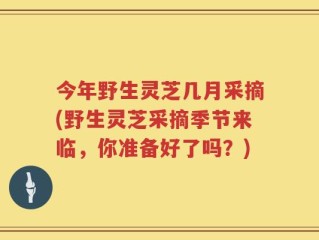 今年野生灵芝几月采摘(野生灵芝采摘季节来临，你准备好了吗？)