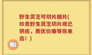 野生灵芝可切片图片(珍贵野生灵芝切片现已供应，质优价廉等你来选！)