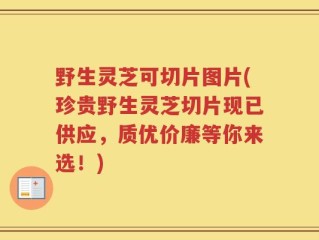 野生灵芝可切片图片(珍贵野生灵芝切片现已供应，质优价廉等你来选！)