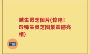 越生灵芝图片(惊艳！珍稀生灵芝图集震撼亮相)