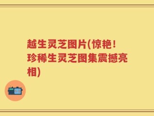 越生灵芝图片(惊艳！珍稀生灵芝图集震撼亮相)