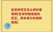 在家种灵芝怎么种好看视频(在家种植美丽的灵芝，简单易行的视频教程)