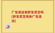 广东清远有野生灵芝吗(野生灵芝现身广东清远)