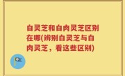 白灵芝和白肉灵芝区别在哪(辨别白灵芝与白肉灵芝，看这些区别)