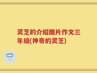 灵芝的介绍图片作文三年级(神奇的灵芝)