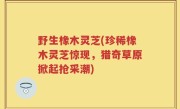 野生橡木灵芝(珍稀橡木灵芝惊现，猎奇草原掀起抢采潮)