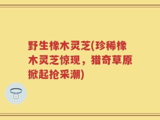 野生橡木灵芝(珍稀橡木灵芝惊现，猎奇草原掀起抢采潮)