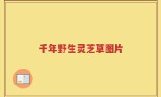 千年野生灵芝草图片
