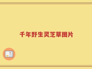 千年野生灵芝草图片