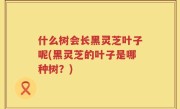 什么树会长黑灵芝叶子呢(黑灵芝的叶子是哪种树？)