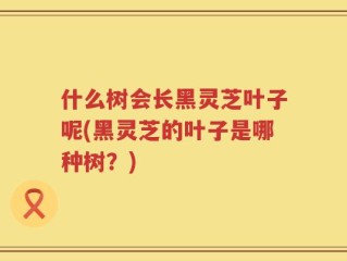 什么树会长黑灵芝叶子呢(黑灵芝的叶子是哪种树？)