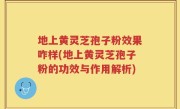 地上黄灵芝孢子粉效果咋样(地上黄灵芝孢子粉的功效与作用解析)