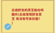 云南野生的灵芝能吃吗图片(云南发现野生灵芝 有没有可食价值？)