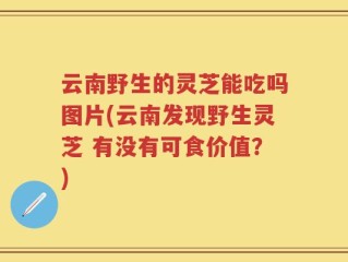 云南野生的灵芝能吃吗图片(云南发现野生灵芝 有没有可食价值？)