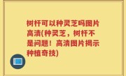 树杆可以种灵芝吗图片高清(种灵芝，树杆不是问题！高清图片揭示种植奇技)