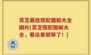 灵芝最佳搭配图解大全图片(灵芝搭配图解大全，看这里就够了！)